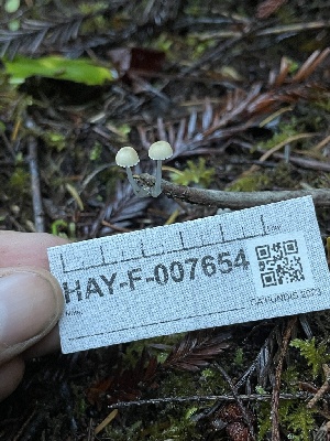  ( - HAY-F-007654)  @11 [ ] by-nc (2023) Damon Tighe Fungal Diversity Survey