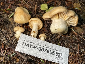  (Cuphophyllus sp. pratensis-CA01 - HAY-F-007655)  @11 [ ] by-nc (2023) Damon Tighe Fungal Diversity Survey
