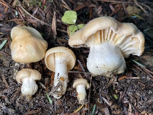 ( - HAY-F-007655)  @11 [ ] by-nc (2023) Damon Tighe Fungal Diversity Survey