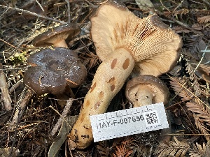  ( - HAY-F-007656)  @11 [ ] by-nc (2023) Damon Tighe Fungal Diversity Survey
