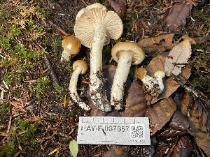  ( - HAY-F-007657)  @11 [ ] by-nc (2023) Damon Tighe Fungal Diversity Survey