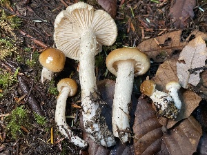  ( - HAY-F-007657)  @11 [ ] by-nc (2023) Damon Tighe Fungal Diversity Survey