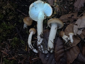  ( - HAY-F-007657)  @11 [ ] by-nc (2023) Damon Tighe Fungal Diversity Survey