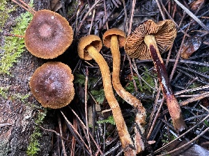  ( - HAY-F-007659)  @11 [ ] by-nc (2023) Damon Tighe Fungal Diversity Survey