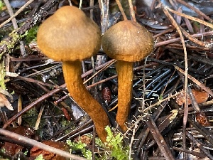  ( - HAY-F-007659)  @11 [ ] by-nc (2023) Damon Tighe Fungal Diversity Survey