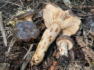  ( - HAY-F-007656)  @11 [ ] by-nc (2023) Damon Tighe Fungal Diversity Survey