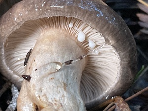  ( - HAY-F-007656)  @11 [ ] by-nc (2023) Damon Tighe Fungal Diversity Survey