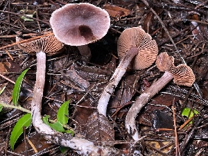  (Cortinarius sp. CA53 - HAY-F-007661)  @11 [ ] by-nc (2023) Damon Tighe Fungal Diversity Survey