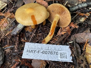  ( - HAY-F-007670)  @11 [ ] by-nc (2023) Damon Tighe Fungal Diversity Survey