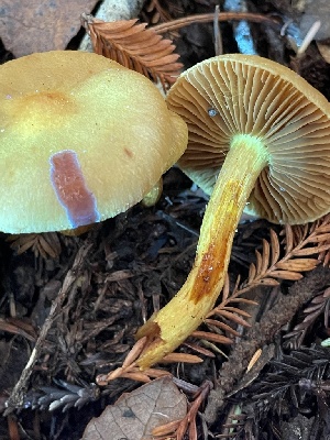  ( - HAY-F-007670)  @11 [ ] by-nc (2023) Damon Tighe Fungal Diversity Survey