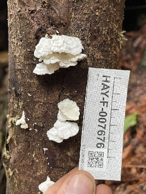  ( - HAY-F-007676)  @11 [ ] by-nc (2023) Damon Tighe Fungal Diversity Survey