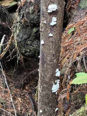  ( - HAY-F-007676)  @11 [ ] by-nc (2023) Damon Tighe Fungal Diversity Survey