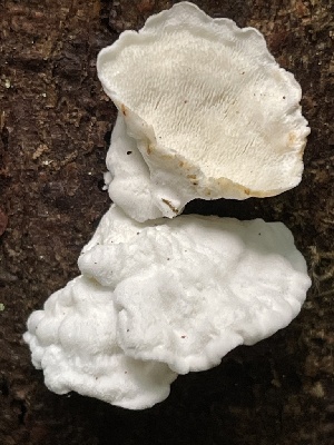  (Cystidiopostia sp. PNW01 - HAY-F-007676)  @11 [ ] by-nc (2023) Damon Tighe Fungal Diversity Survey