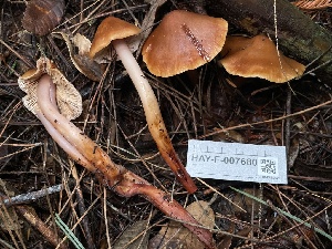  (Phaeocollybia dissiliens - HAY-F-007680)  @11 [ ] by-nc (2023) Damon Tighe Fungal Diversity Survey