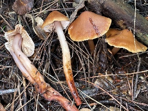  ( - HAY-F-007680)  @11 [ ] by-nc (2023) Damon Tighe Fungal Diversity Survey