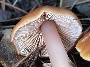  ( - HAY-F-007680)  @11 [ ] by-nc (2023) Damon Tighe Fungal Diversity Survey