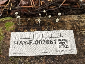  ( - HAY-F-007681)  @11 [ ] by-nc (2023) Damon Tighe Fungal Diversity Survey