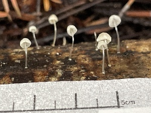  ( - HAY-F-007681)  @11 [ ] by-nc (2023) Damon Tighe Fungal Diversity Survey
