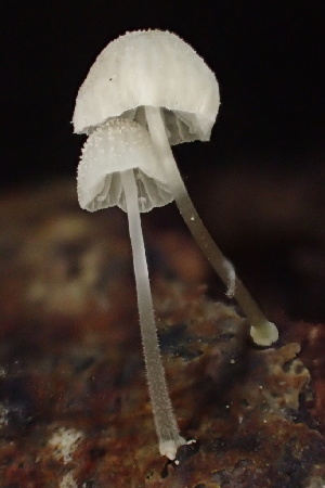  ( - HAY-F-007681)  @11 [ ] by-nc (2023) Damon Tighe Fungal Diversity Survey