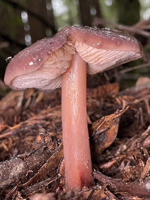 (Phaeocollybia benzokauffmanii - HAY-F-007689)  @11 [ ] by-nc (2023) Damon Tighe Fungal Diversity Survey