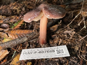  ( - HAY-F-007689)  @11 [ ] by-nc (2023) Damon Tighe Fungal Diversity Survey