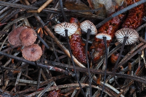  ( - HAY-F-008325)  @11 [ ] by-nc (2023) Warren Cardimona Fungal Diversity Survey