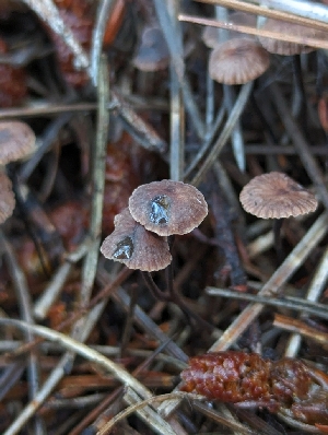  ( - HAY-F-008325)  @11 [ ] by-nc (2023) Warren Cardimona Fungal Diversity Survey