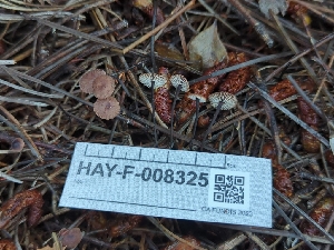  ( - HAY-F-008325)  @11 [ ] by-nc (2023) Warren Cardimona Fungal Diversity Survey