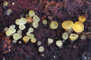  ( - HAY-F-008029)  @11 [ ] by-nc (2023) Warren Cardimona Fungal Diversity Survey