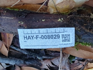  ( - HAY-F-008029)  @11 [ ] by-nc (2023) Warren Cardimona Fungal Diversity Survey