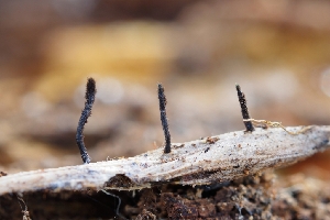  ( - HAY-F-008322)  @11 [ ] by-nc (2023) Warren Cardimona Fungal Diversity Survey