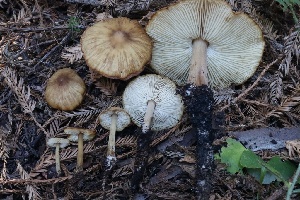  ( - HAY-F-008388)  @11 [ ] by-nc (2023) Taye Bright Fungal Diversity Survey