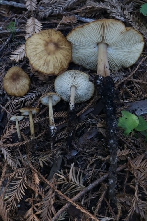  ( - HAY-F-008388)  @11 [ ] by-nc (2023) Taye Bright Fungal Diversity Survey
