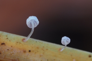  (Mycena sp. CA22 - HAY-F-008158)  @11 [ ] by-nc (2023) Warren Cardimona Fungal Diversity Survey