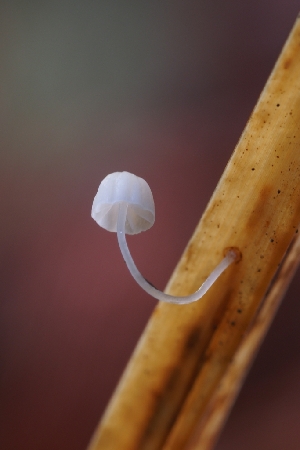  ( - HAY-F-008158)  @11 [ ] by-nc (2023) Warren Cardimona Fungal Diversity Survey