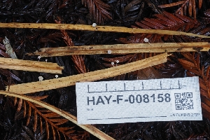  ( - HAY-F-008158)  @11 [ ] by-nc (2023) Warren Cardimona Fungal Diversity Survey