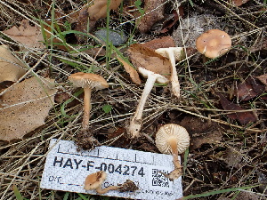 ( - HAY-F-004274)  @11 [ ] by-nc (2023) Jaren Hockert Fungal Diversity Survey