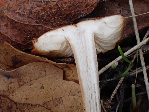  ( - HAY-F-004274)  @11 [ ] by-nc (2023) Jaren Hockert Fungal Diversity Survey