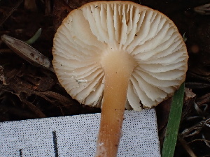  ( - HAY-F-004274)  @11 [ ] by-nc (2023) Jaren Hockert Fungal Diversity Survey