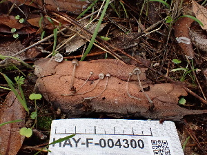  (Mycena sp. CA19 - HAY-F-004300)  @11 [ ] by-nc (2023) Jaren Hockert Fungal Diversity Survey