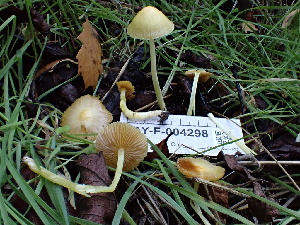  (Bolbitius - HAY-F-004298)  @11 [ ] by-nc (2023) Jaren Hockert Fungal Diversity Survey