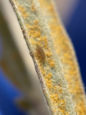  (Melampsoraceae - HAY-F-004302)  @11 [ ] by-nc (2023) Jaren Hockert Fungal Diversity Survey