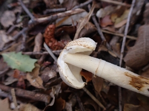  (Leucoagaricus sp. Vellinga-2607 x sp-CA11 - HAY-F-008333)  @11 [ ] by-nc (2023) Sadie Hickey Fungal Diversity Survey