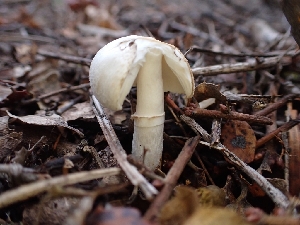  ( - HAY-F-008333)  @11 [ ] by-nc (2023) Sadie Hickey Fungal Diversity Survey