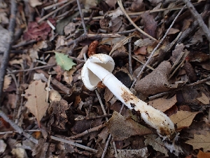  ( - HAY-F-008333)  @11 [ ] by-nc (2023) Sadie Hickey Fungal Diversity Survey