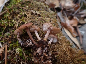  (Gymnopus sp. PNW12 - HAY-F-008340)  @11 [ ] by-nc (2023) Sadie Hickey Fungal Diversity Survey