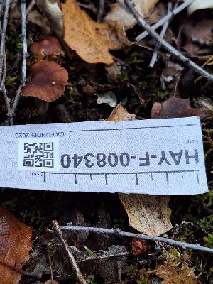  ( - HAY-F-008340)  @11 [ ] by-nc (2023) Sadie Hickey Fungal Diversity Survey