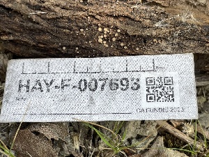  ( - HAY-F-007693)  @11 [ ] by-nc (2023) Damon Tighe Fungal Diversity Survey