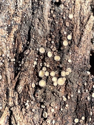  ( - HAY-F-007693)  @11 [ ] by-nc (2023) Damon Tighe Fungal Diversity Survey