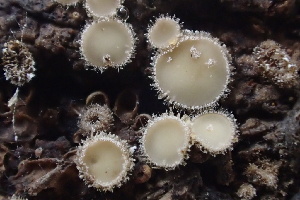  (Trichopezizella sp. CA01 - HAY-F-007693)  @11 [ ] by-nc (2023) Damon Tighe Fungal Diversity Survey
